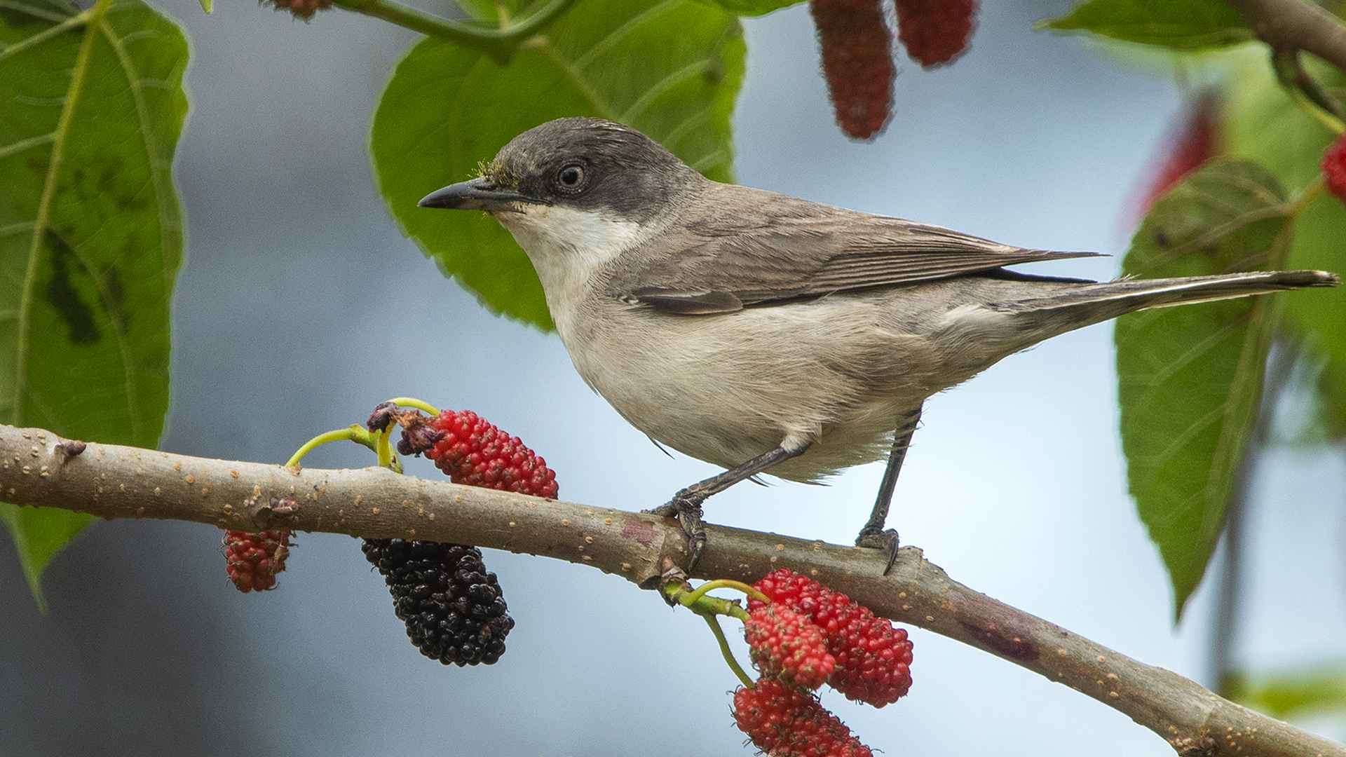 Eastern Orphean Warbler
